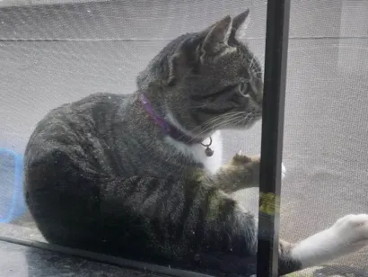 Gato raça SRD-ViraLata idade 2 anos nome Jhonny