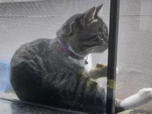 Gato ra a SRD-ViraLata idade 2 anos nome Jhonny