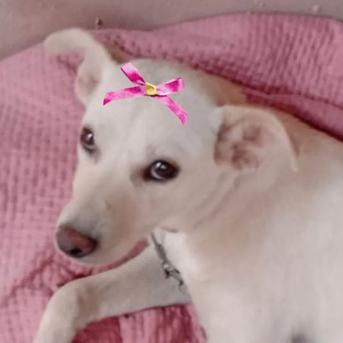 Cachorro ra a SRD-ViraLata idade 7 a 11 meses nome Liz 