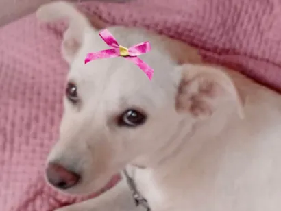 Cachorro raça SRD-ViraLata idade 7 a 11 meses nome Liz 