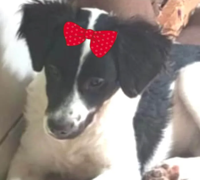 Cachorro ra a SRD-ViraLata idade 2 a 6 meses nome Vicky 