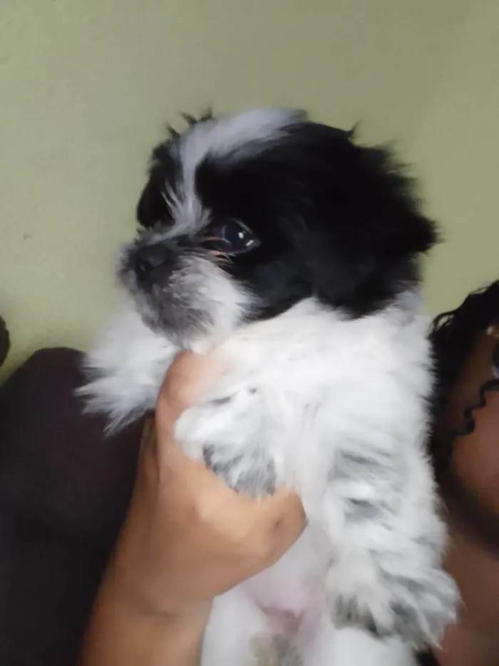 Cachorro ra a Lhasa Apso idade 2 a 6 meses nome Minie  é venda estou vendendo 