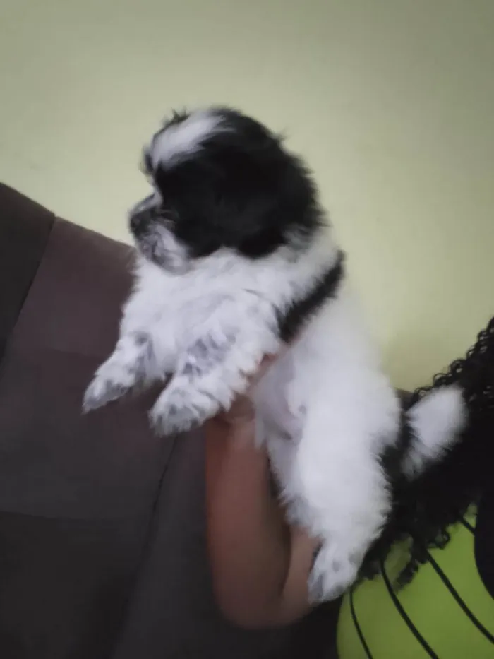 Cachorro ra a Lhasa Apso idade 2 a 6 meses nome Minie  é venda estou vendendo 