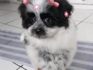 Cachorro raça Lhasa Apso idade 2 a 6 meses nome Minie  é venda estou vendendo 
