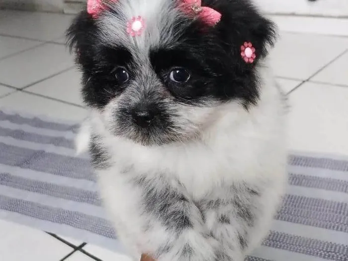 Cachorro ra a Lhasa Apso idade 2 a 6 meses nome Minie  é venda estou vendendo 