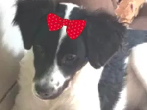 Cachorro raça SRD-ViraLata idade 2 a 6 meses nome Vicky 