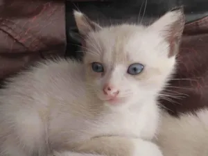 Gato raça SRD-ViraLata idade Abaixo de 2 meses nome Chantilly 