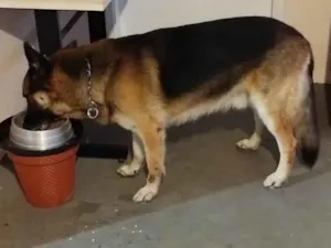 Cachorro raça Pastor Alemão idade 6 ou mais anos nome Bartolomeu 