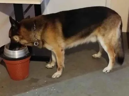 Cachorro raça Pastor Alemão idade 6 ou mais anos nome Bartolomeu 