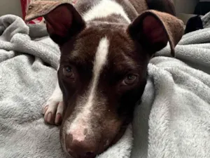 Cachorro raça Pit-Bull idade 7 a 11 meses nome Nega