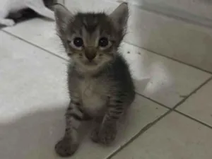 Gato raça SRD-ViraLata idade Abaixo de 2 meses nome Louhany 