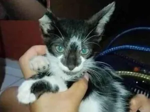 Gato raça SRD-ViraLata idade 2 a 6 meses nome Pretinho 