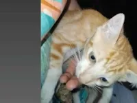 Gato raça SRD-ViraLata idade 2 a 6 meses nome Amarelinho