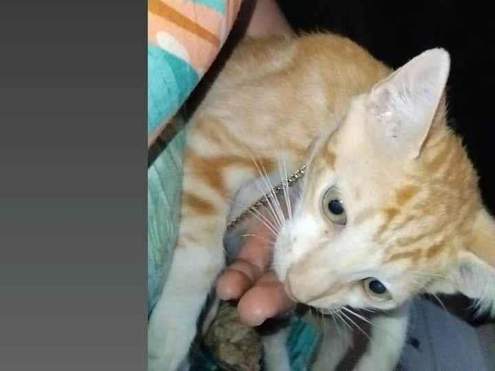Gato ra a SRD-ViraLata idade 2 a 6 meses nome Amarelinho