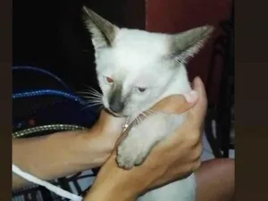 Gato raça Siamês idade 2 a 6 meses nome Tomm