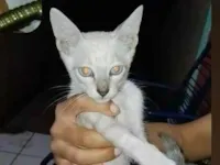 Gato raça Siamês idade 2 a 6 meses nome Princesa 