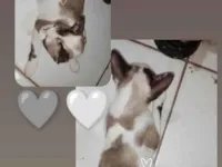 Gato raça SRD-ViraLata idade 7 a 11 meses nome Nina 