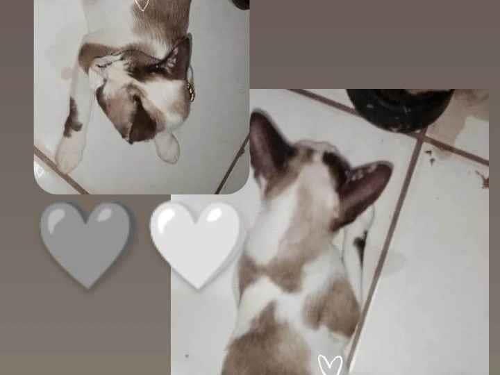 Gato ra a SRD-ViraLata idade 7 a 11 meses nome Nina 