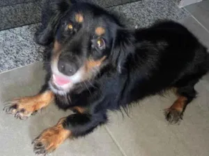 Cachorro raça Basset-Cofap idade 5 anos nome Bidu