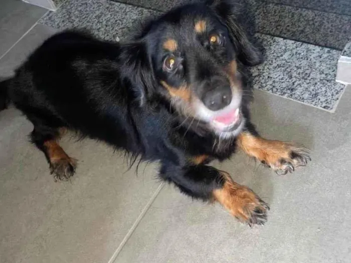Cachorro ra a Basset-Cofap idade 5 anos nome Bidu