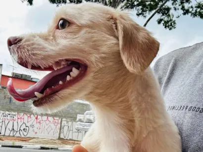 Cachorro raça SRD-ViraLata idade 1 ano nome Dukie 