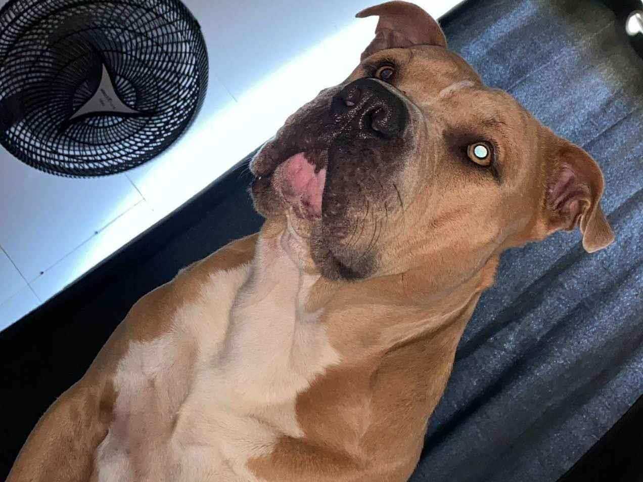 Cachorro ra a Pit-Bull idade 3 anos nome Apolo