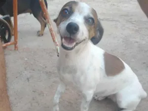 Cachorro raça Pinscher idade 5 anos nome Princesa 