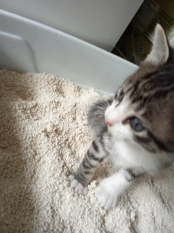 Gato ra a SRD-ViraLata idade Abaixo de 2 meses nome Félix 