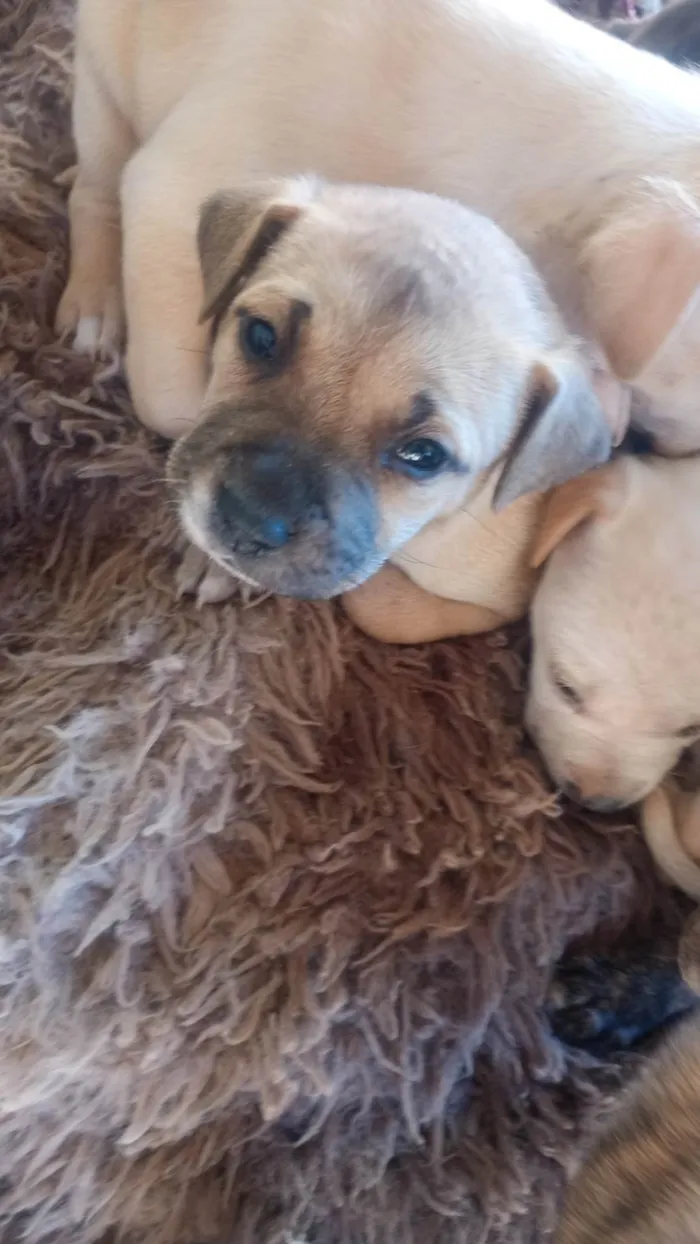 Cachorro ra a SRD-ViraLata idade Abaixo de 2 meses nome Loes