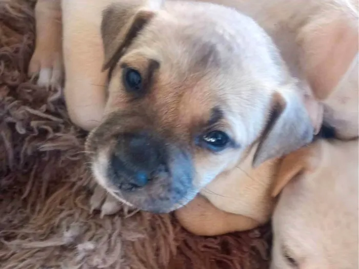 Cachorro ra a SRD-ViraLata idade Abaixo de 2 meses nome Loes