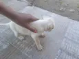 Cachorro ra a SRD-ViraLata idade Abaixo de 2 meses nome Bold