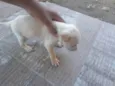 Cachorro ra a SRD-ViraLata idade Abaixo de 2 meses nome Bold