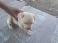 Cachorro ra a SRD-ViraLata idade Abaixo de 2 meses nome Bold