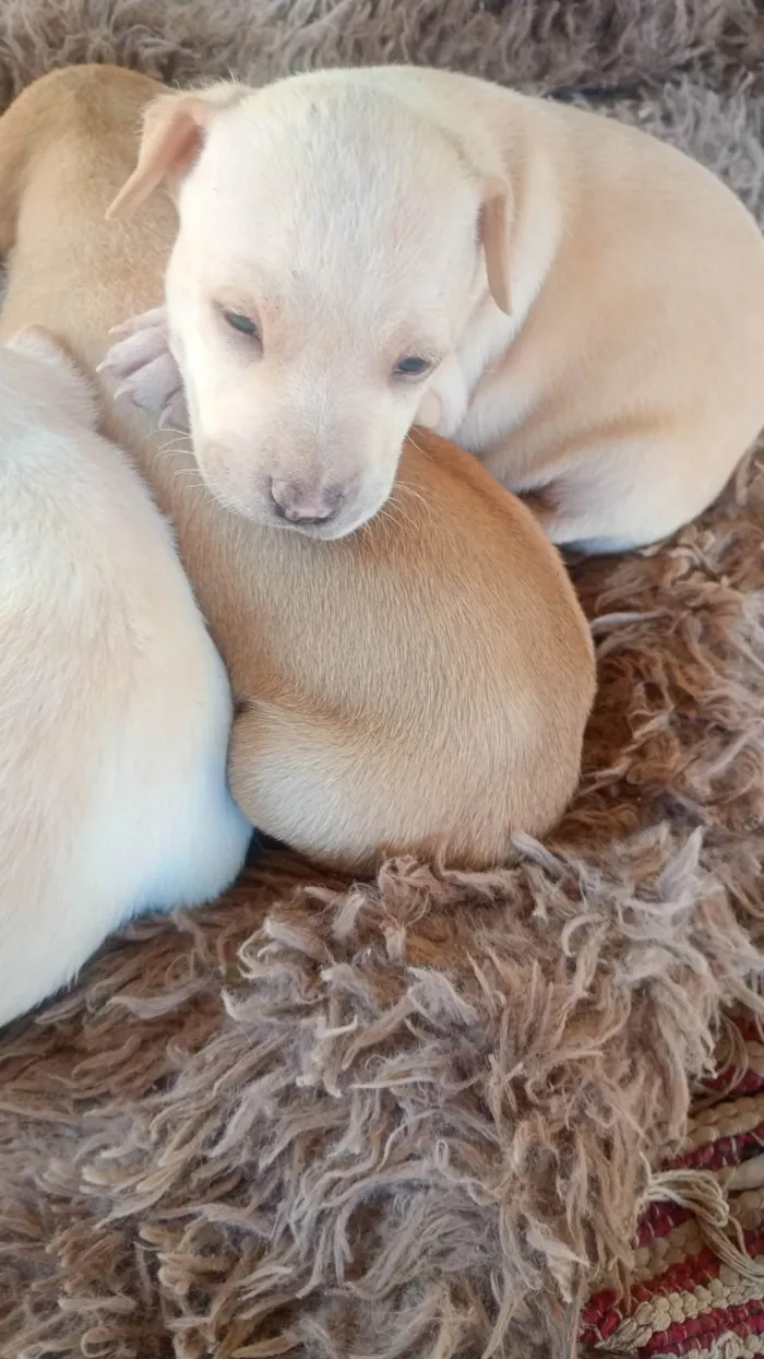 Cachorro ra a SRD-ViraLata idade Abaixo de 2 meses nome Bold
