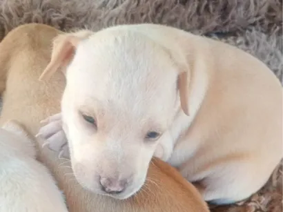 Cachorro ra a SRD-ViraLata idade Abaixo de 2 meses nome Bold