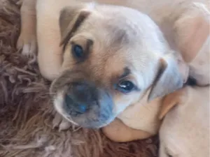 Cachorro raça SRD-ViraLata idade Abaixo de 2 meses nome Loes