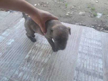 Cachorro ra a SRD-ViraLata idade Abaixo de 2 meses nome Dante