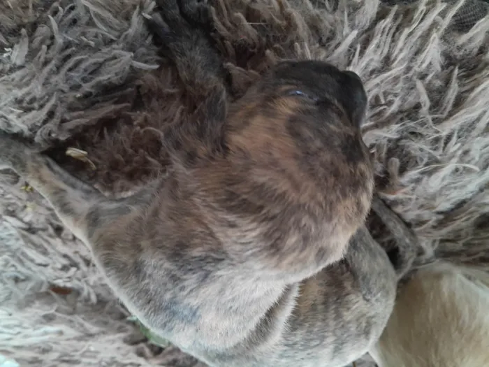 Cachorro ra a SRD-ViraLata idade Abaixo de 2 meses nome Dante