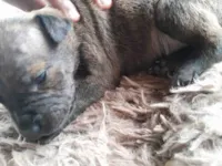 Cachorro ra a SRD-ViraLata idade Abaixo de 2 meses nome Dante