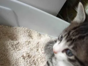 Gato raça SRD-ViraLata idade Abaixo de 2 meses nome Félix 