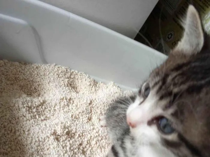 Gato ra a SRD-ViraLata idade Abaixo de 2 meses nome Félix 