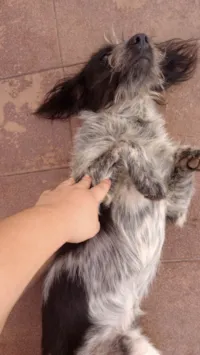 Cachorro ra a SRD-ViraLata idade 2 anos nome Novato