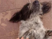 Cachorro ra a SRD-ViraLata idade 2 anos nome Novato