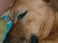 Cachorro raça Chow Chow idade 2 anos nome Berenice