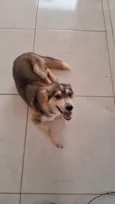 Cachorro ra a Husky Siberiano idade 1 ano nome Madona 