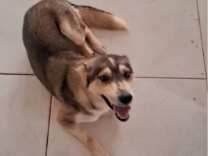 Cachorro raça Husky Siberiano idade 1 ano nome Madona 