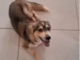 Cachorro ra a Husky Siberiano idade 1 ano nome Madona 
