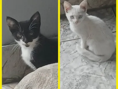 Gato raça Exótico idade 2 a 6 meses nome Maiara e Maraísa 