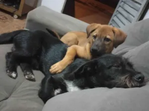 Cachorro raça Chow Chow idade 2 anos nome Berenice