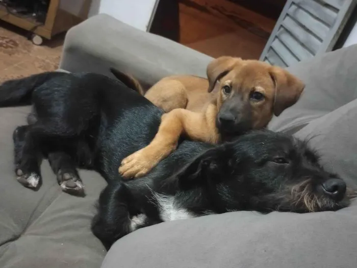 Cachorro raça Chow Chow idade 2 anos nome Berenice